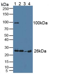 Polyclonal Antibody to Grancalcin (GCA)