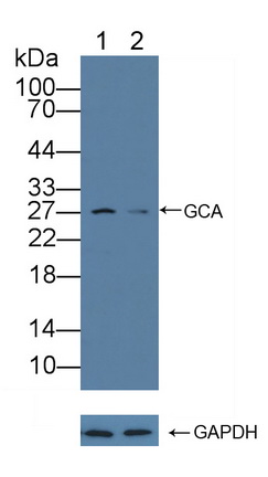 Polyclonal Antibody to Grancalcin (GCA)