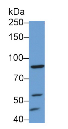 Polyclonal Antibody to G-Elongation Factor, Mitochondrial 1 (GFM1)