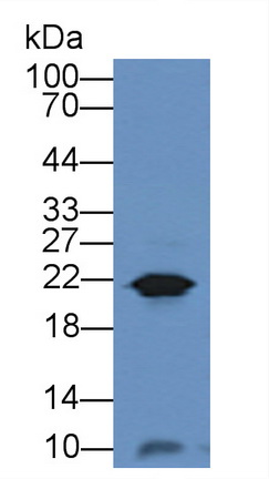 Polyclonal Antibody to Gastrokine 1 (GKN1)