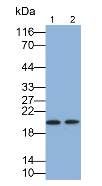 Polyclonal Antibody to Gastrokine 1 (GKN1)