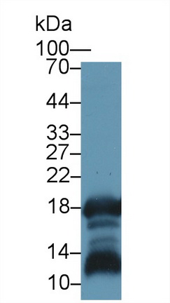 Polyclonal Antibody to Gastrokine 1 (GKN1)