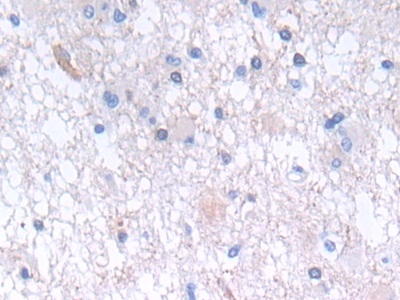 Polyclonal Antibody to Glycolipid Transfer Protein (GLTP)