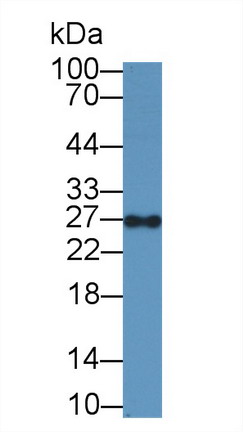 Polyclonal Antibody to Geminin (GMNN)