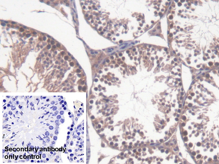 Polyclonal Antibody to Geminin (GMNN)