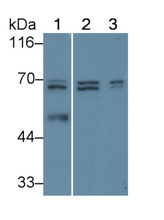 Polyclonal Antibody to Granulin (GRN)