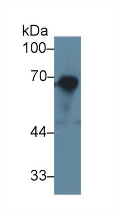 Polyclonal Antibody to Granulin (GRN)