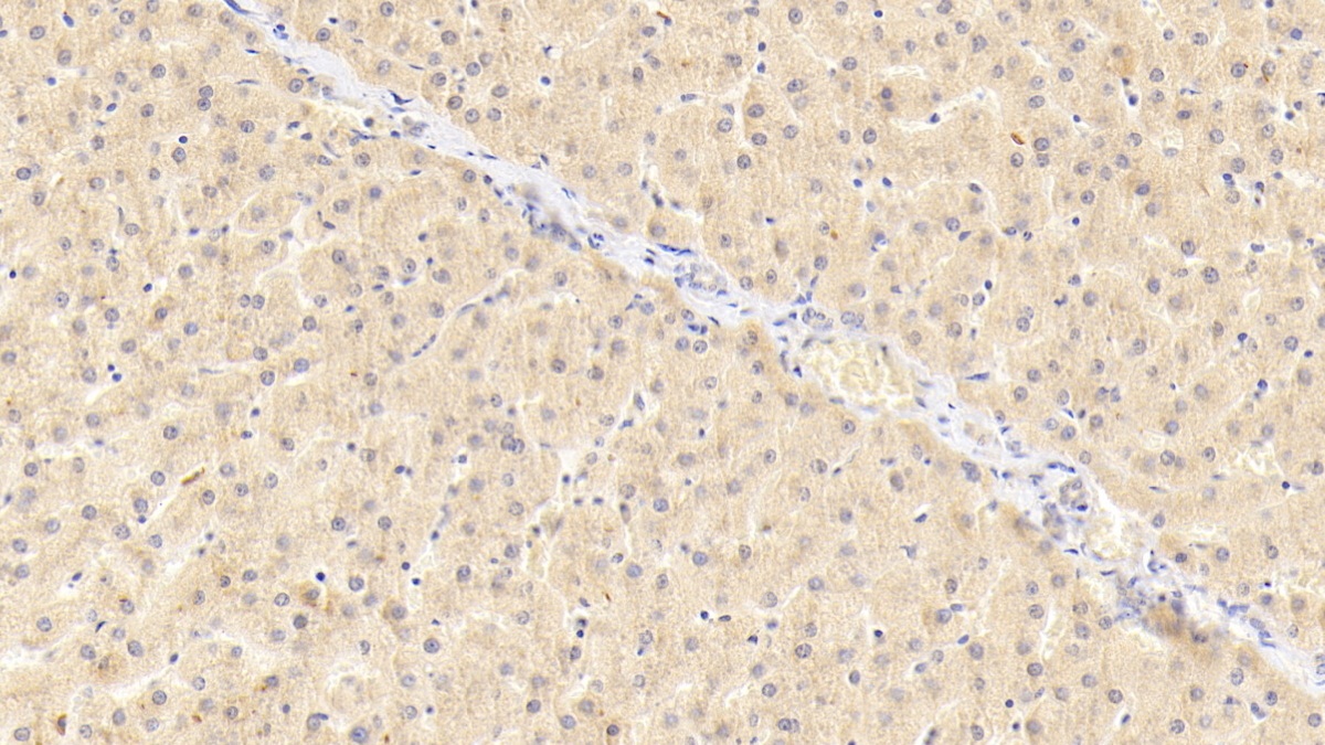 Polyclonal Antibody to Granulin (GRN)