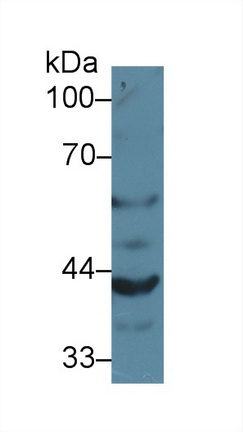 Polyclonal Antibody to Granulin (GRN)