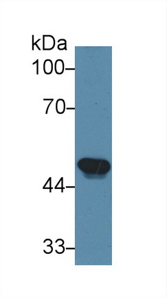 Polyclonal Antibody to Granulin (GRN)