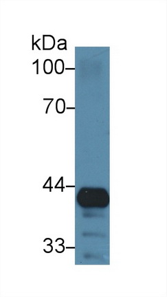 Polyclonal Antibody to Granulin (GRN)