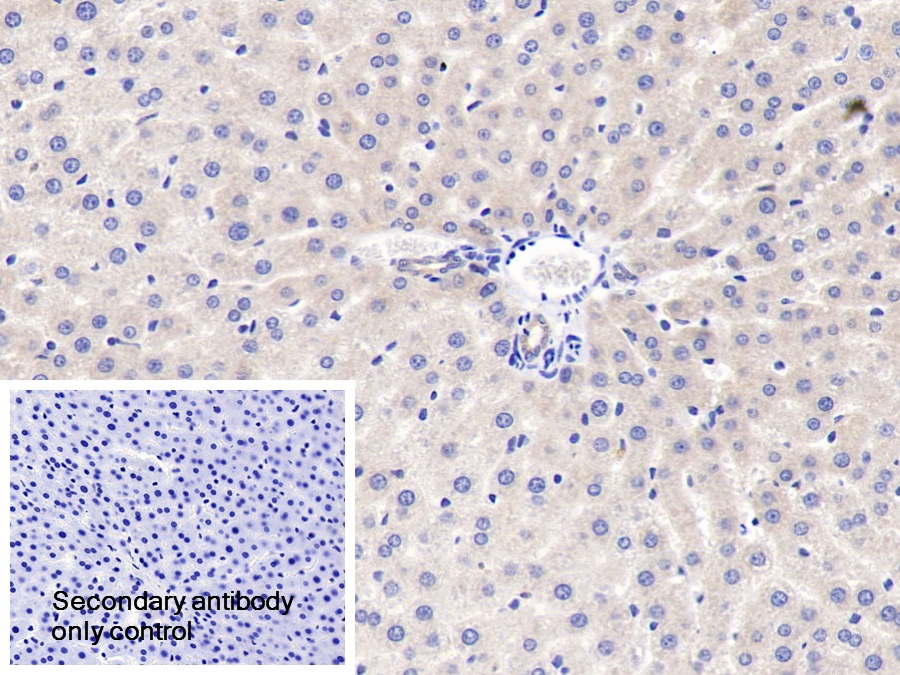 Polyclonal Antibody to Granulin (GRN)