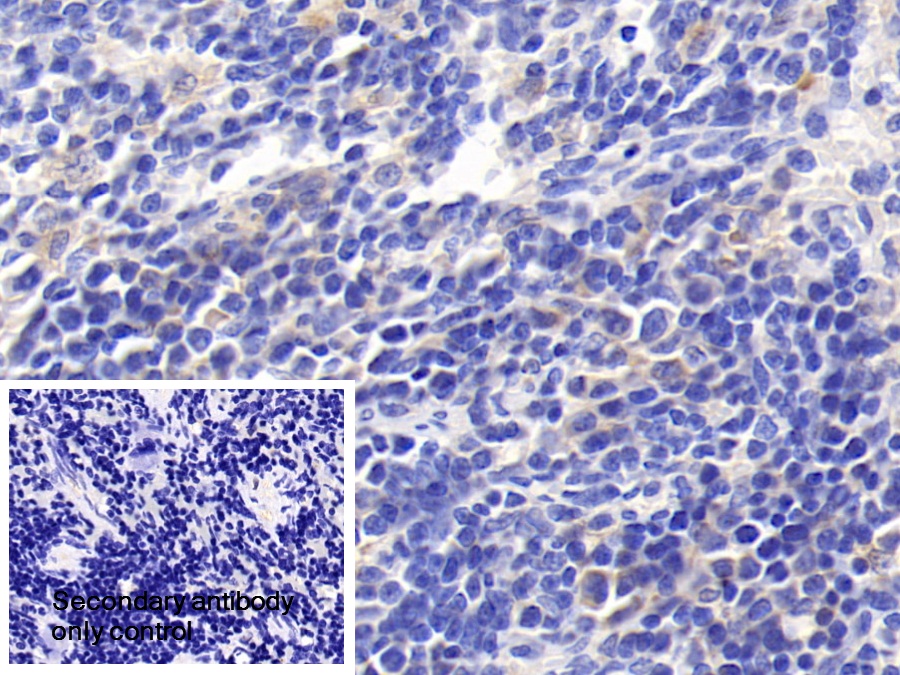 Polyclonal Antibody to Granulin (GRN)