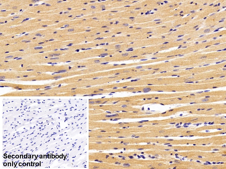 Polyclonal Antibody to Heart And Neural Crest Derivatives Expressed Protein 1 (HAND1)