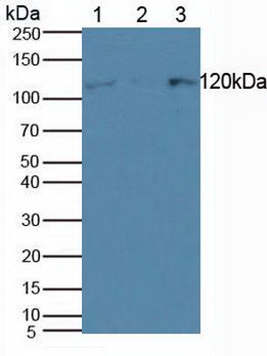 Polyclonal Antibody to Helicase Like Transcription Factor (HLTF)