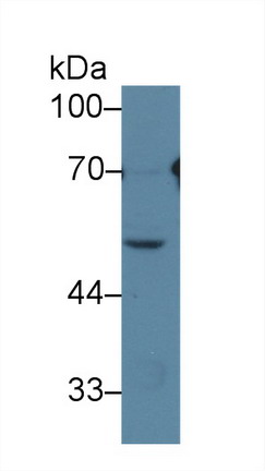 Polyclonal Antibody to Histidine Rich Glycoprotein (HRG)