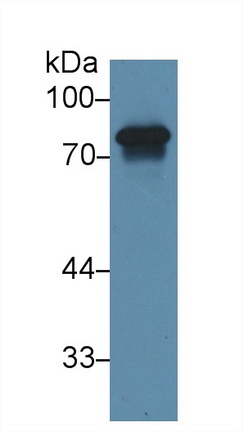 Polyclonal Antibody to Histidine Rich Glycoprotein (HRG)