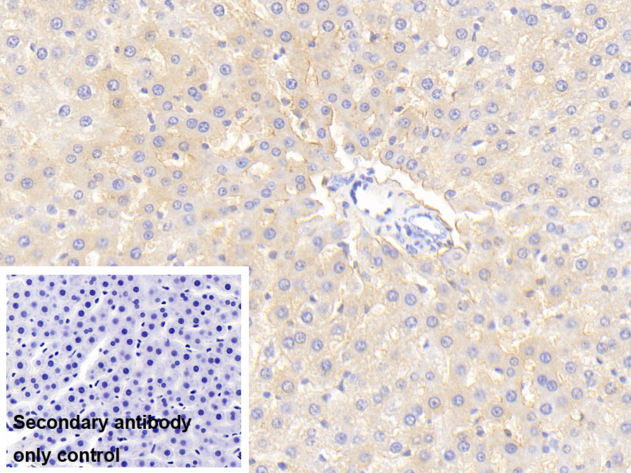 Polyclonal Antibody to Histidine Rich Glycoprotein (HRG)