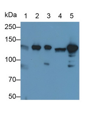 Polyclonal Antibody to 150 kDa Oxygen Regulated Protein (ORP150)