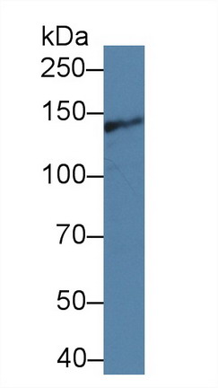 Polyclonal Antibody to Intersectin 1 (ITSN1)