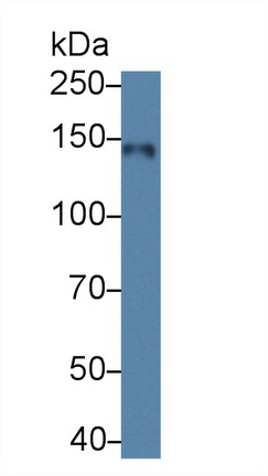 Polyclonal Antibody to Intersectin 1 (ITSN1)