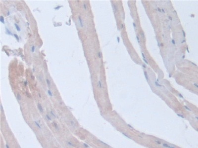 Polyclonal Antibody to Intersectin 1 (ITSN1)