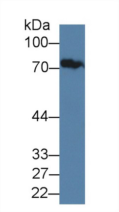 Polyclonal Antibody to Junctophilin 1 (JPH1)