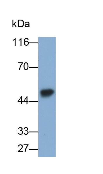 Polyclonal Antibody to Keratocan (KERA)