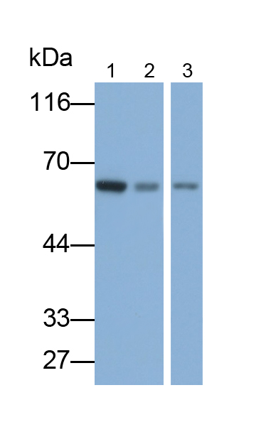 Polyclonal Antibody to Kinesin Light Chain 1 (KLC1)