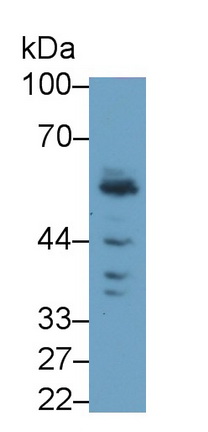 Polyclonal Antibody to Kringle Containing Transmembrane Protein 1 (KREMEN1)