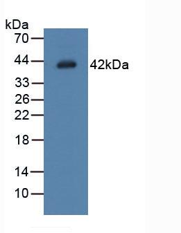 Polyclonal Antibody to Legumain (LGMN)