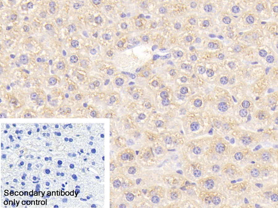 Polyclonal Antibody to Eukaryotic translation initiation factor 2D (EIF2D)