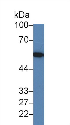 Polyclonal Antibody to Lectin, Mannose Binding 1 (LMAN1)