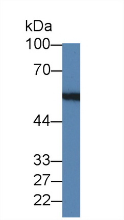 Polyclonal Antibody to Lectin, Mannose Binding 1 (LMAN1)