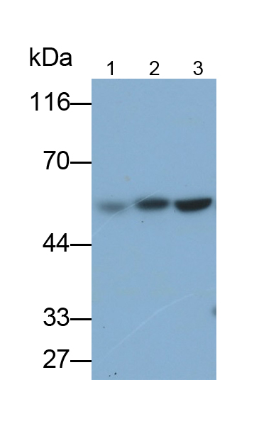 Polyclonal Antibody to Lectin, Mannose Binding 1 (LMAN1)