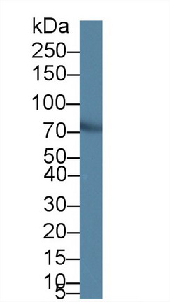 Polyclonal Antibody to Leucine Rich Repeats And Death Domain Containing Protein (LRDD)