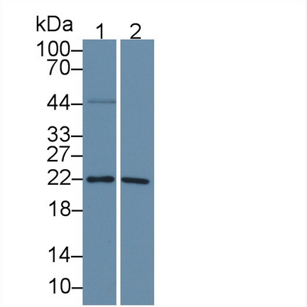 Polyclonal Antibody to Lysophospholipase I (LYPLA1)