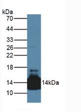 Polyclonal Antibody to Lacritin (LACRT)