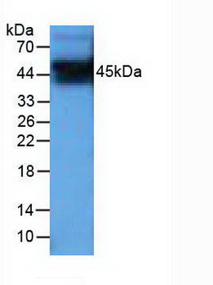 Polyclonal Antibody to Pim-1 Oncogene (PIM1)