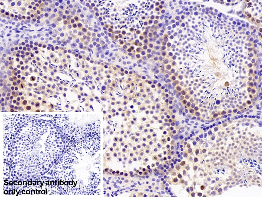 Polyclonal Antibody to Pim-1 Oncogene (PIM1)