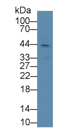 Polyclonal Antibody to Lysyl Oxidase (LOX)