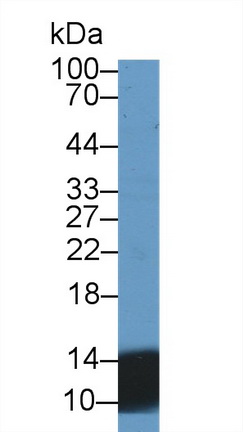 Polyclonal Antibody to Urocortin 2 (UCN2)