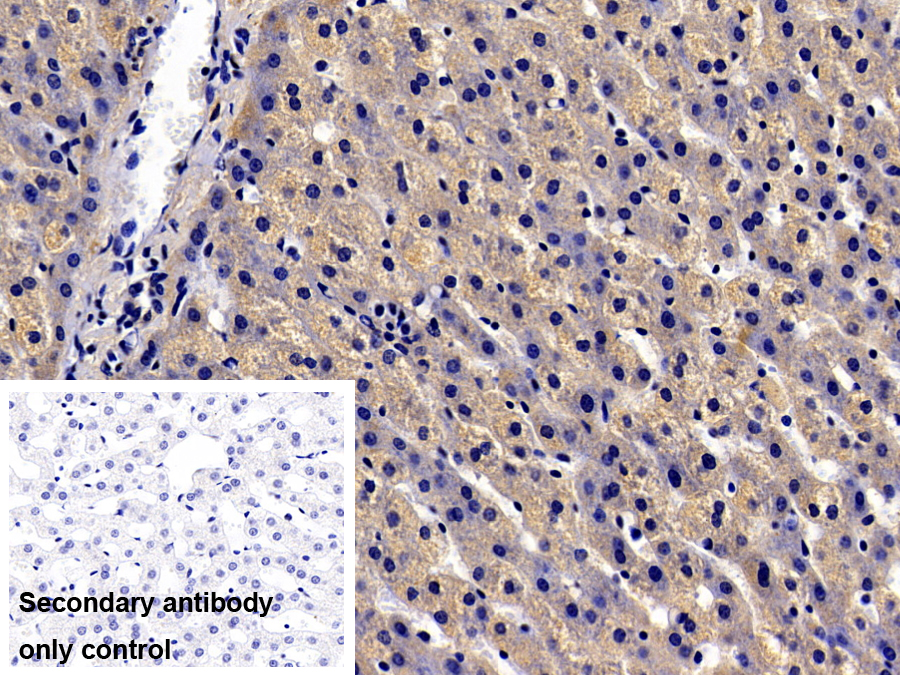 Polyclonal Antibody to Urocortin 2 (UCN2)