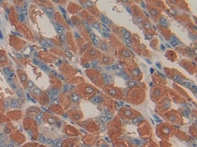 Polyclonal Antibody to Urocortin 2 (UCN2)