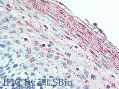 Polyclonal Antibody to Urocortin 2 (UCN2)