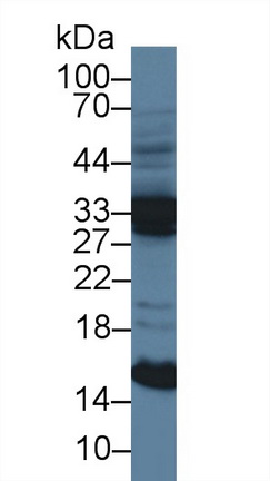 Polyclonal Antibody to Ubiquinol Cytochrome C Reductase Binding Protein (UQCRB)