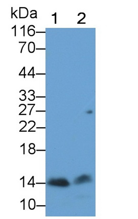 Polyclonal Antibody to Ubiquinol Cytochrome C Reductase Binding Protein (UQCRB)