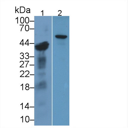 Polyclonal Antibody to Uridine Monophosphate Synthetase (UMPS)