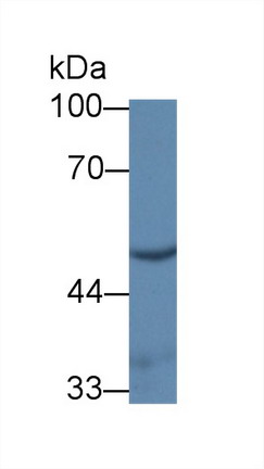 Polyclonal Antibody to Uridine Monophosphate Synthetase (UMPS)