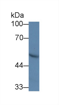 Polyclonal Antibody to Uridine Monophosphate Synthetase (UMPS)